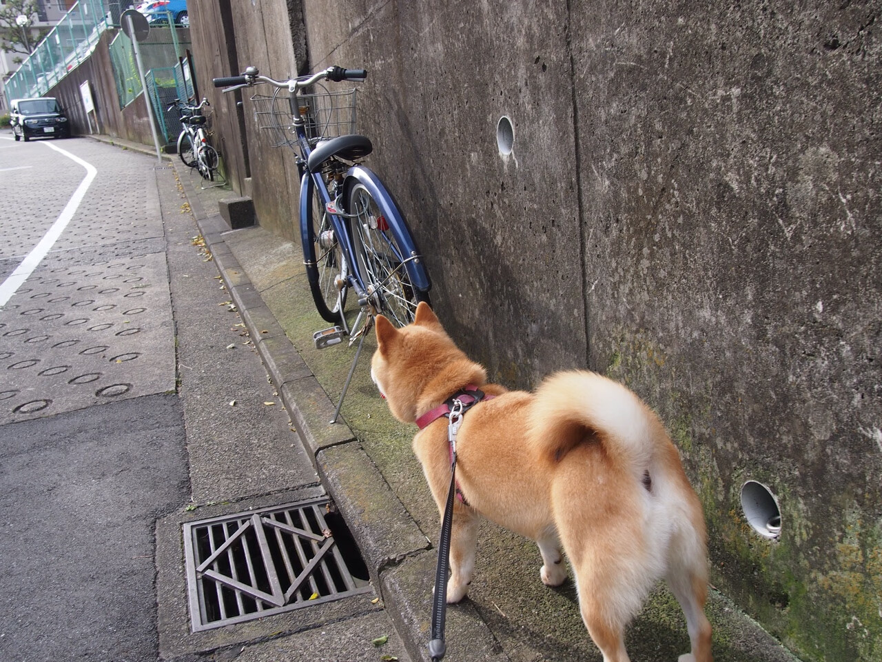 体育盛宴双响炮,F1新赛季揭幕战燃情启程,阿根廷足球奇迹翻盘佛罗伦萨