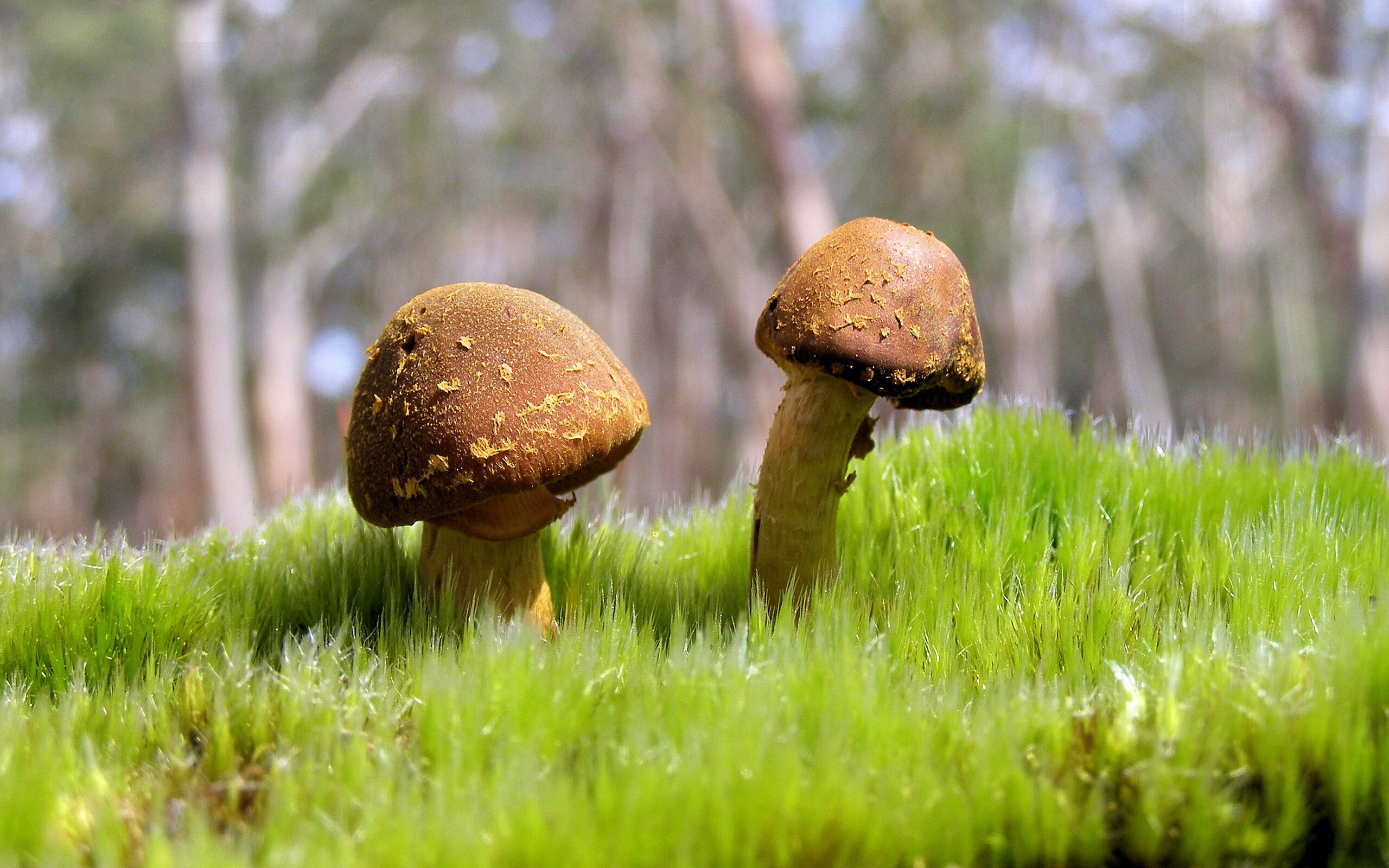 燎原，当牙买加掀起风暴，哈弗茨在伯纳乌加冕