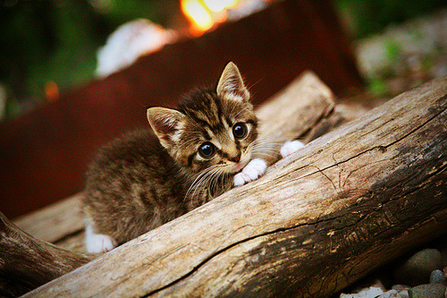 爆冷门！加纳强势拿下墨西哥，恩佐成关键先生