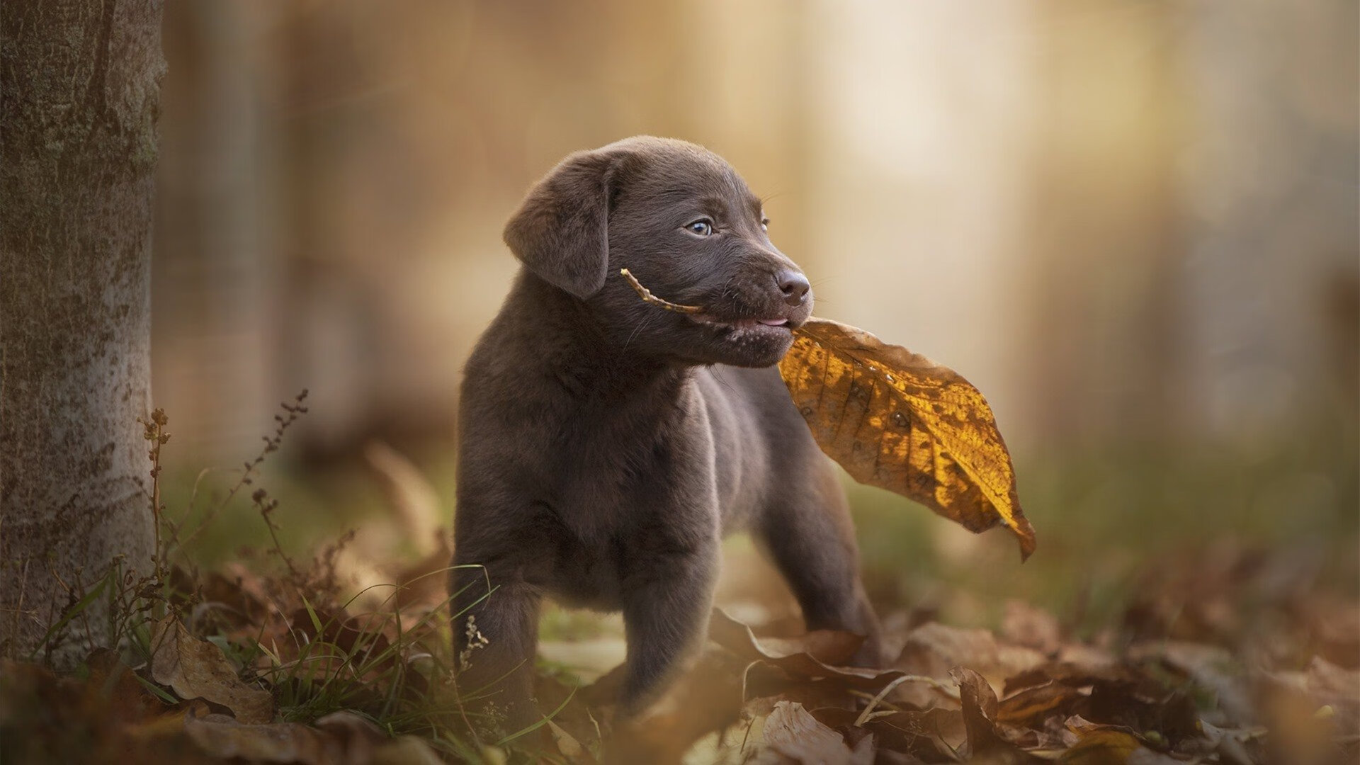 保罗导演，一场早春的悬念谋杀案
